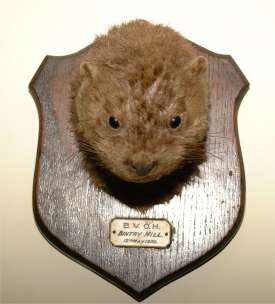 An otter caught at Bintry Mill by the 