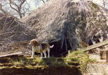 The roof 11th April 1977