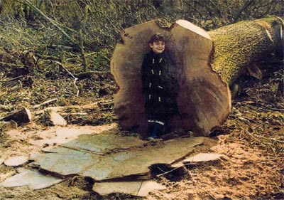 Oak to be used for upright post 1982