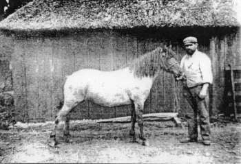 John Ward, head sawyer c.1900