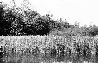 Millpond c.1970